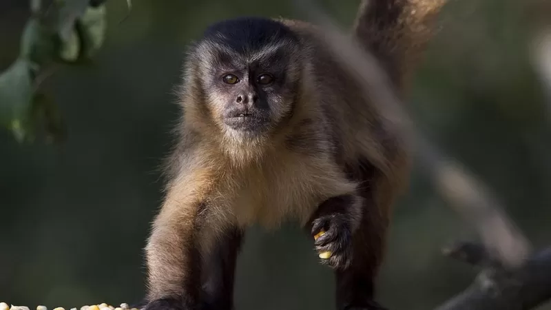 “No debemos matar a los animales por la viruela del mono”: el llamado de la OMS para evitar los ataques contra estos primates
