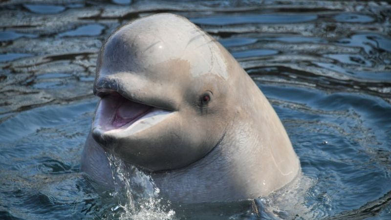La extraña reaparición de la “ballena espía” rusa en las costas de Suecia